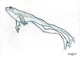Pencil and ink sketch of a frog jumping and fully extended
