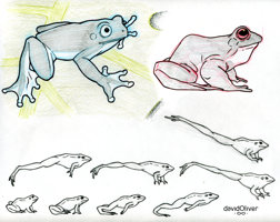 Pencil and ink sketches of a variety of frogs 